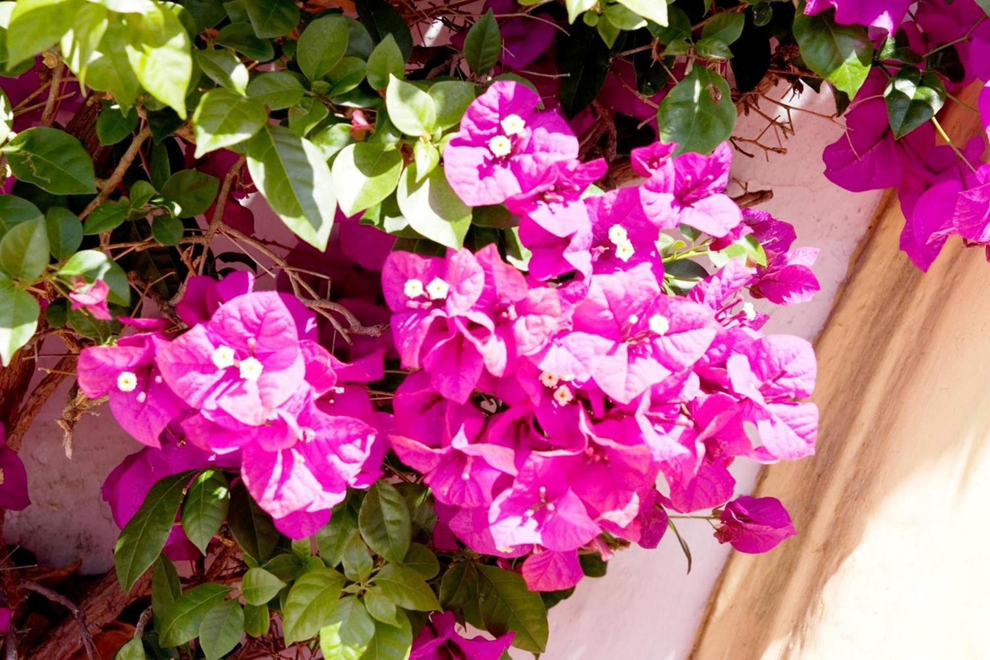Globales Pueblo Andaluz Hotell San Pedro de Alcántara Exteriör bild